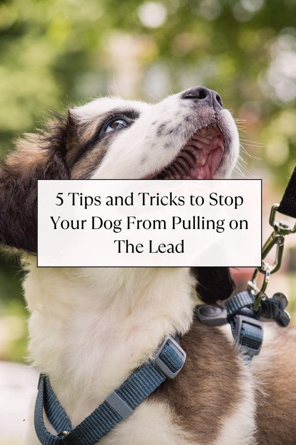 How To Stop Your Dog From Pulling on the Lead