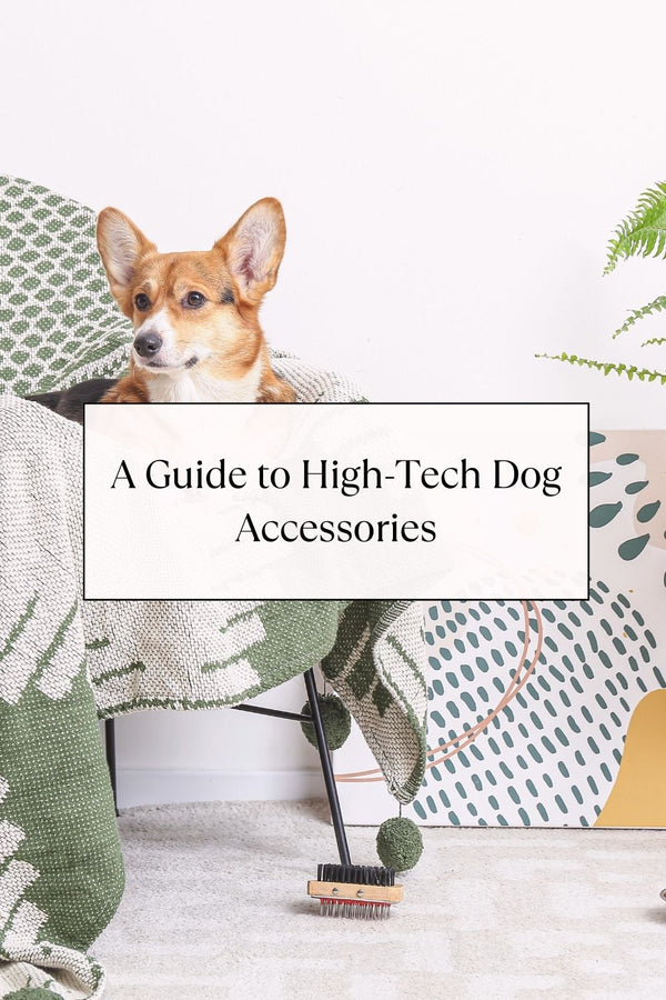 A Guide to High-Tech Dog Accessories: Gadgets Every Pet Owner Should Know About