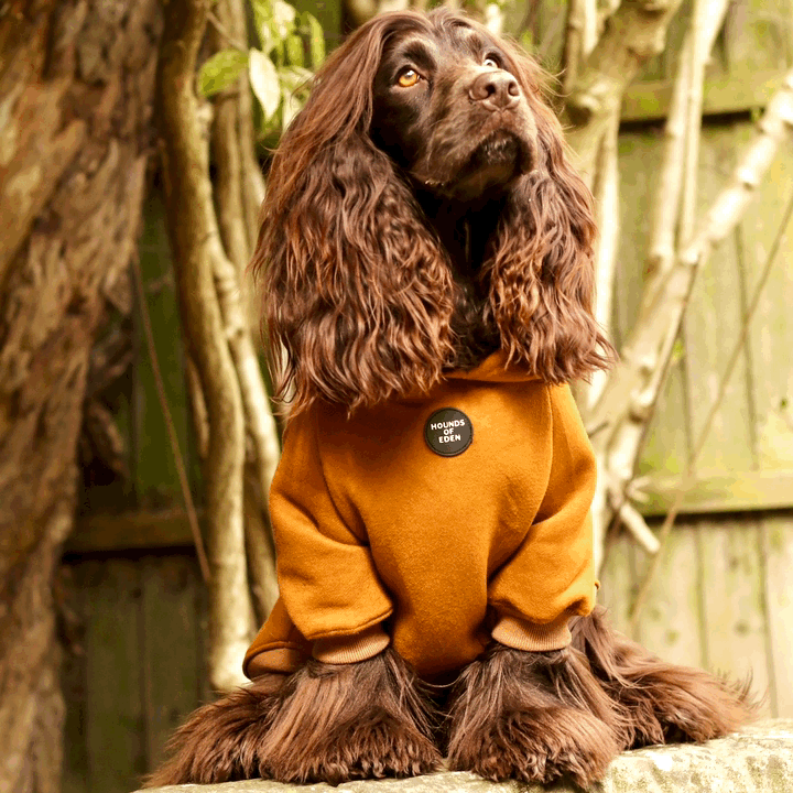 Dog Hoodie - Black