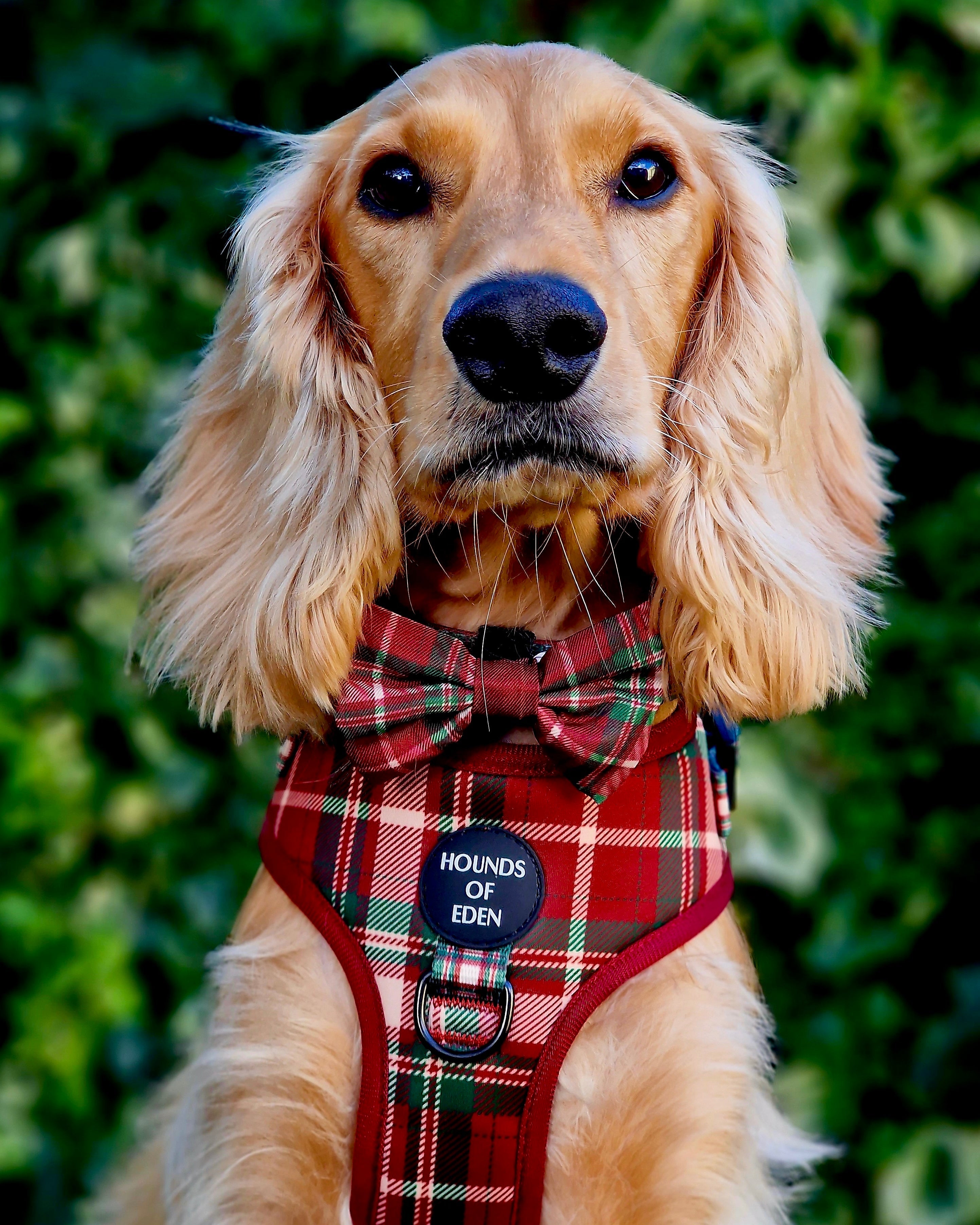 Tartan Me Up - Red & Cream Tartan Design Dog Lead