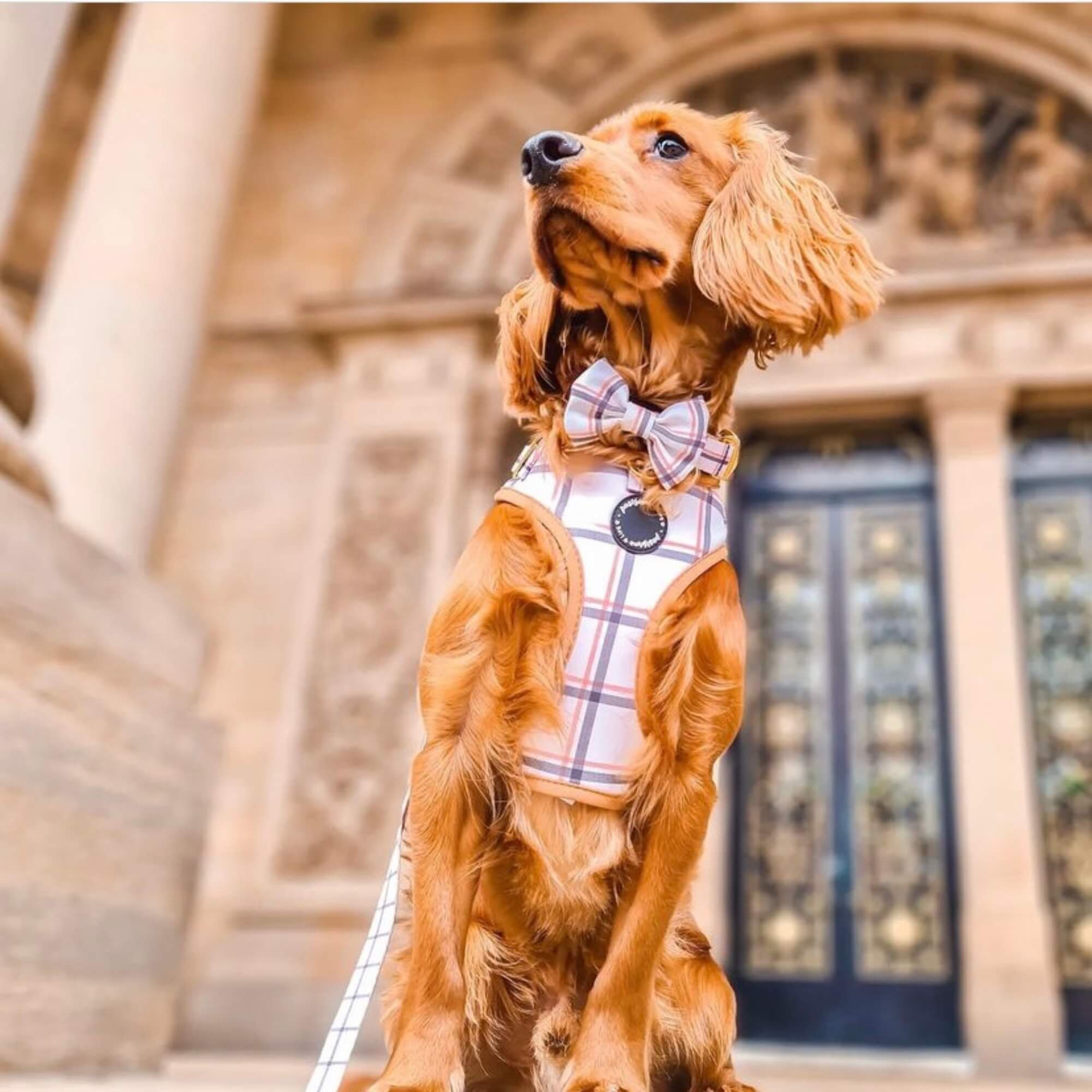 Sophisticated and cute dog harness from the UK, featuring a no-pull, adjustable design in plaid with a golden quick-release buckle