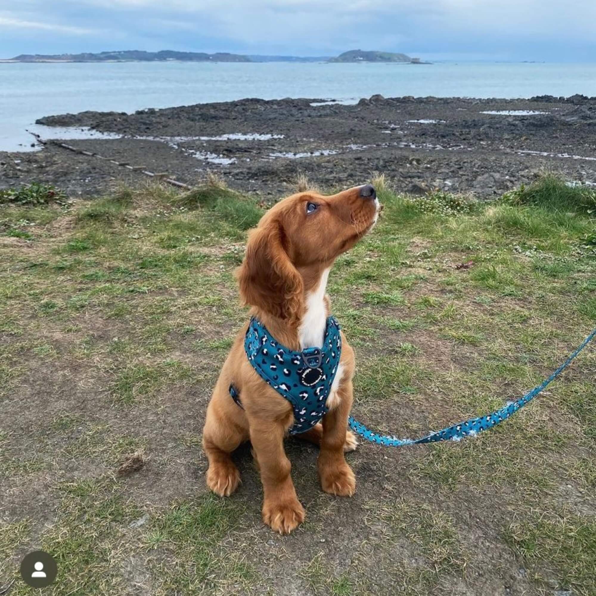 Stylish no-pull puppy harness with a unique green leopard design, ideal for fashionable pets