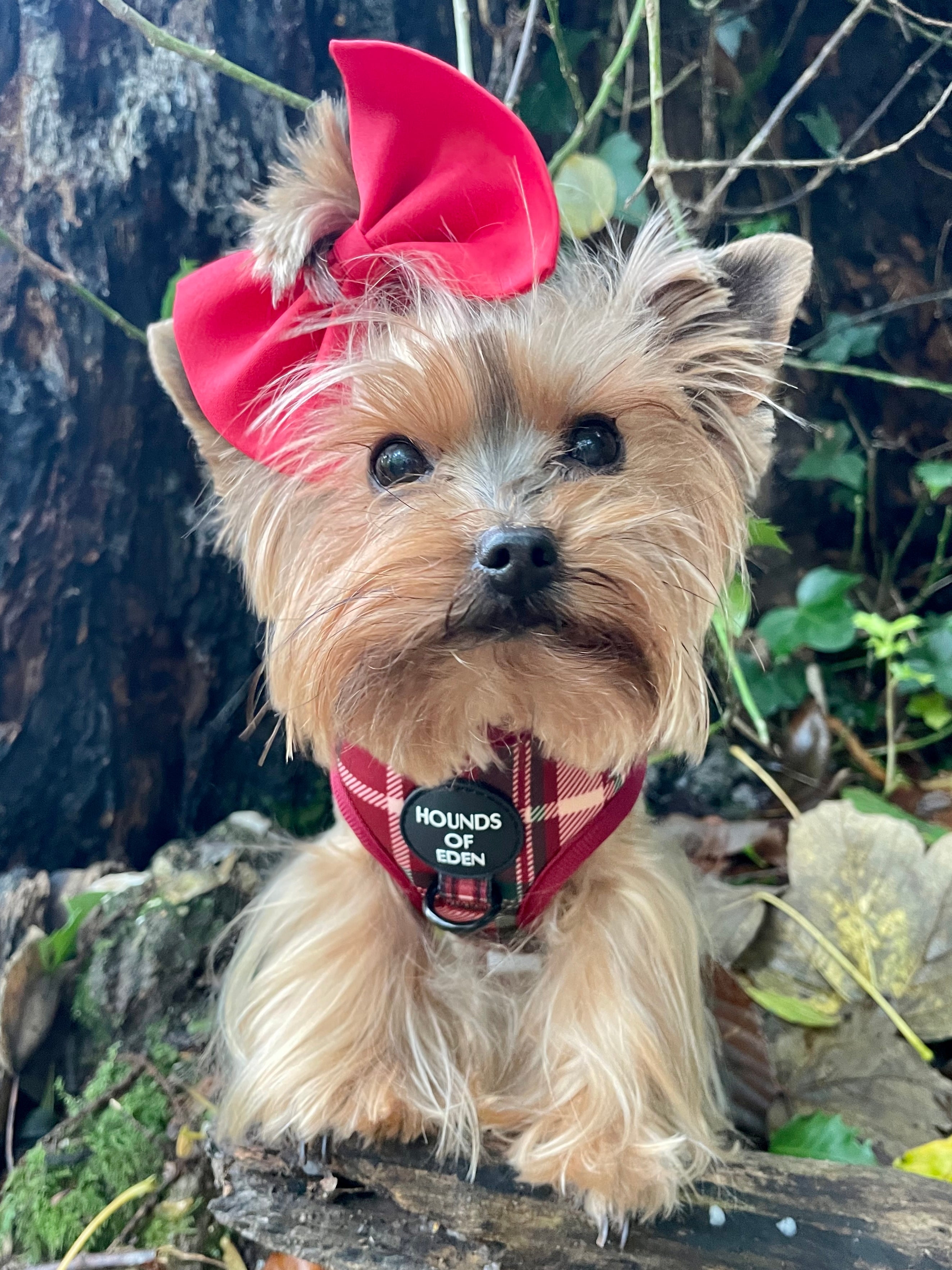 Tartan Me Up - Red & Cream Tartan Design Dog Lead