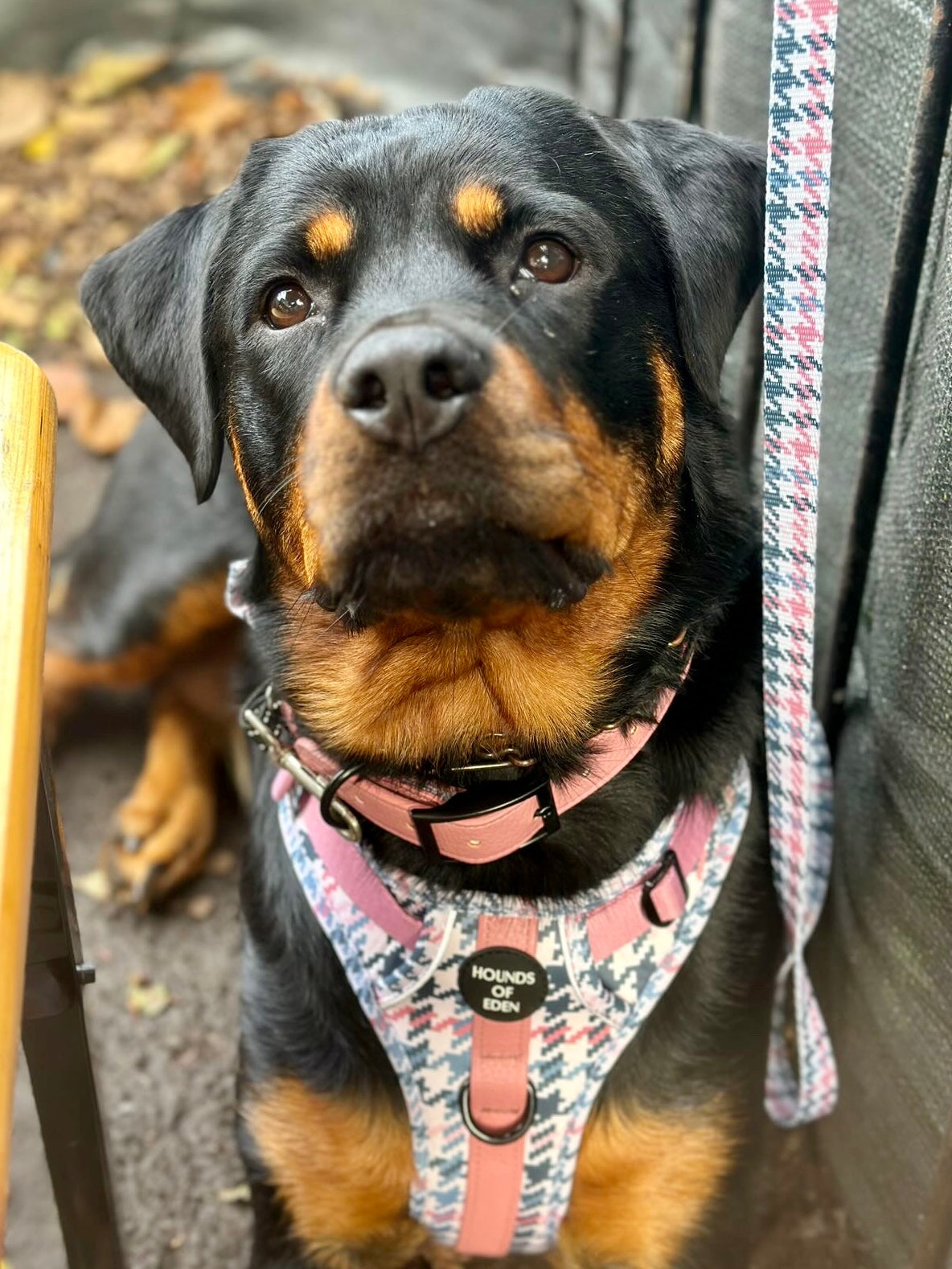 Pink Houndstooth Leather Dog Lead