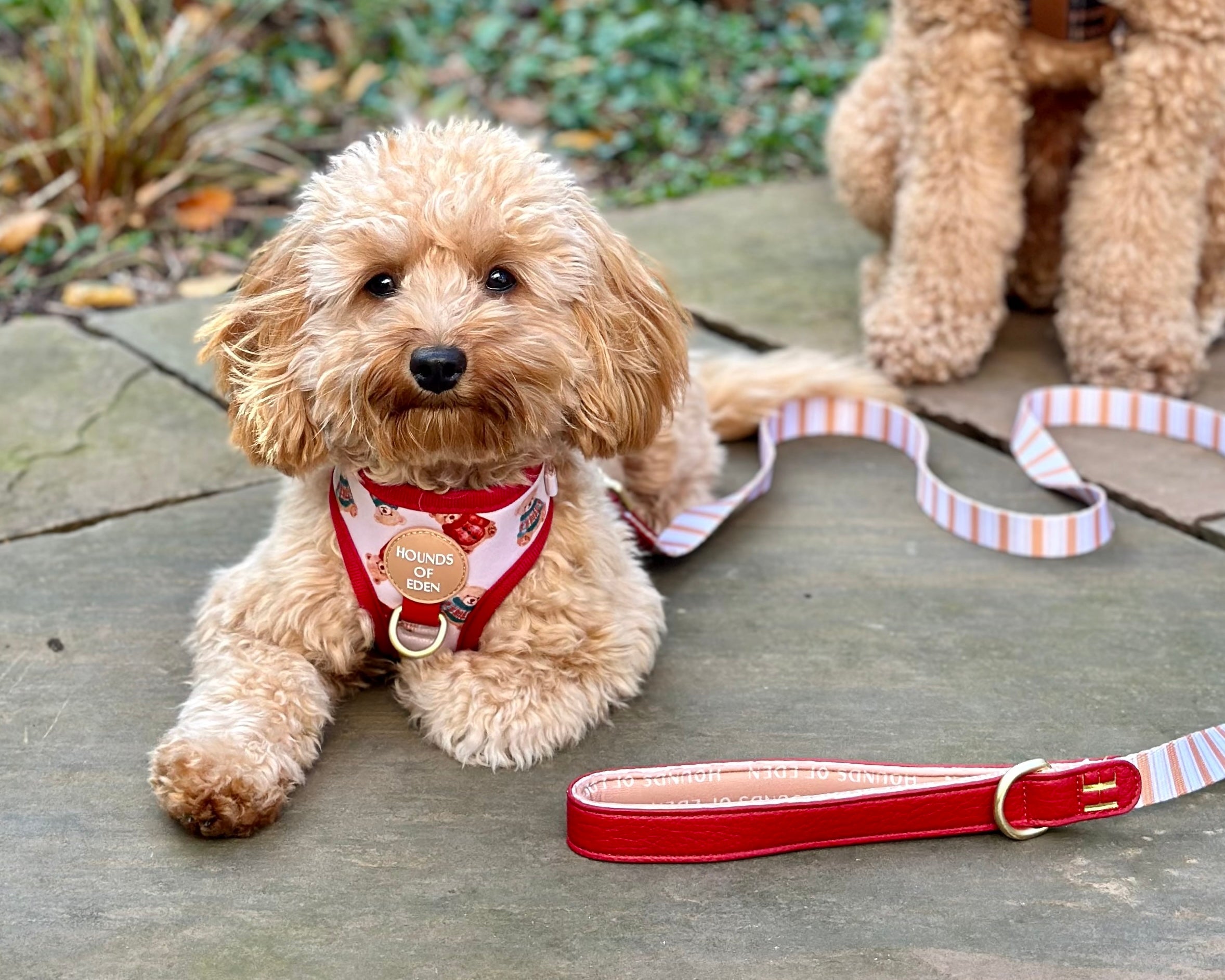 Harrold + Hattie Bears Dog Collar + Tag Holder