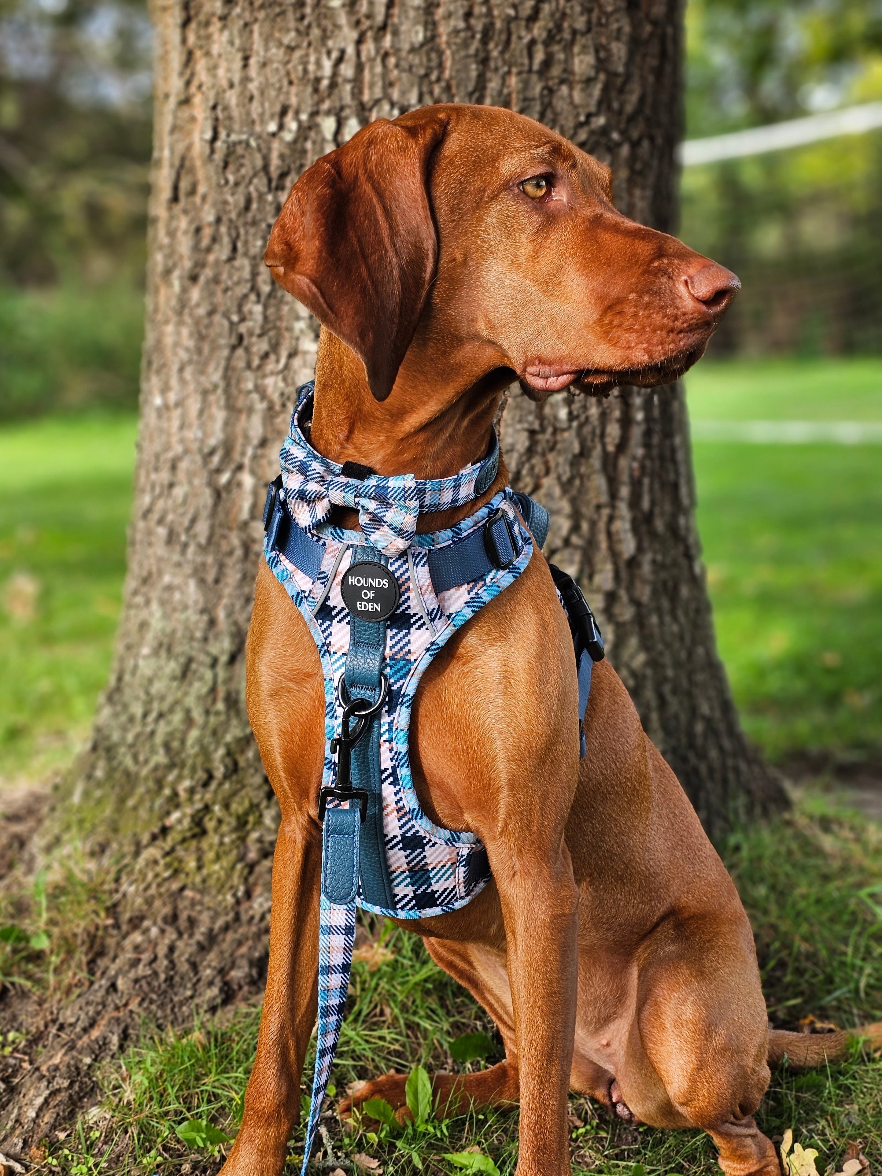 Tealing Smart Leather Dog Collar