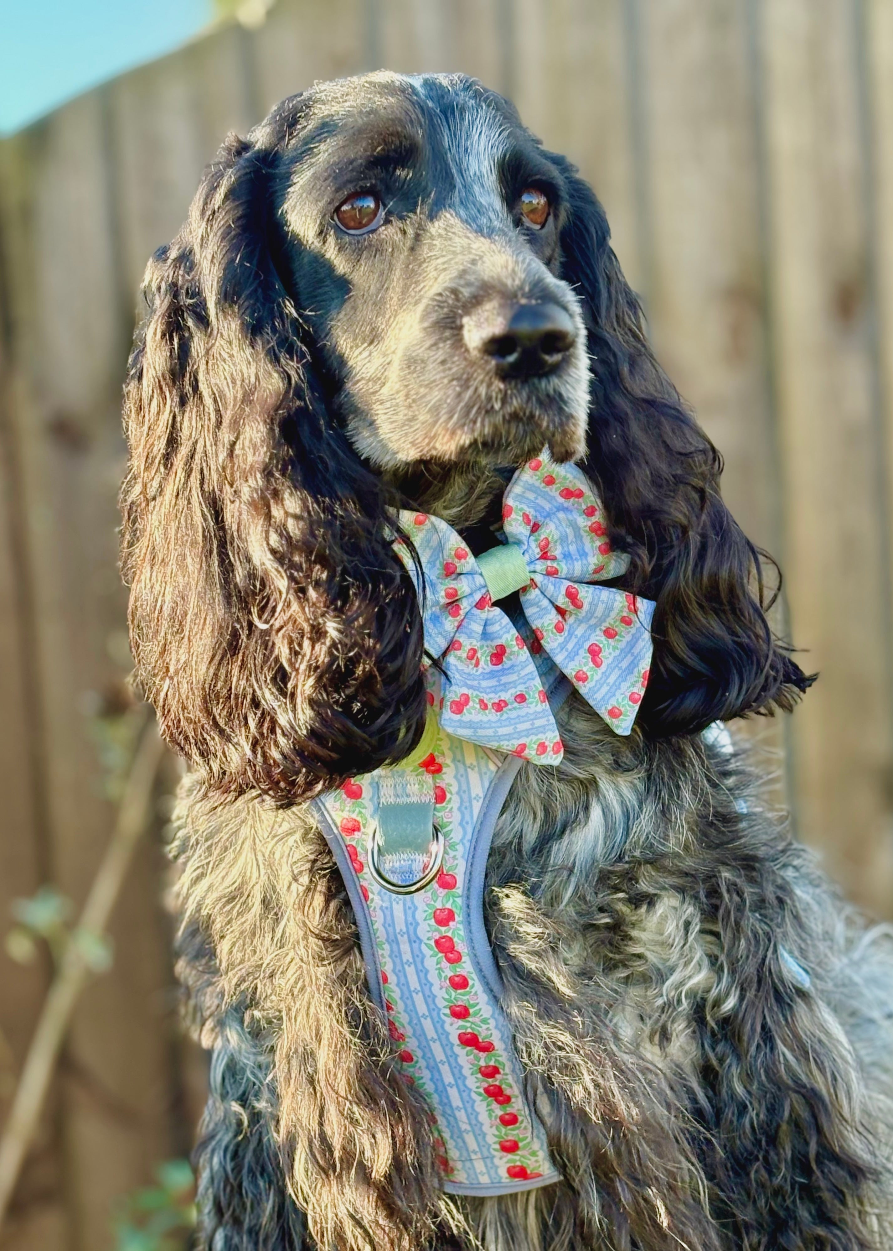 Eden's Orchard - Supaw Strong™ Dog Harness (XS-XL)