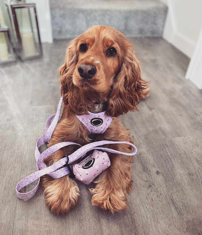 Designer dog accessories uk for small to medium dogs and puppies