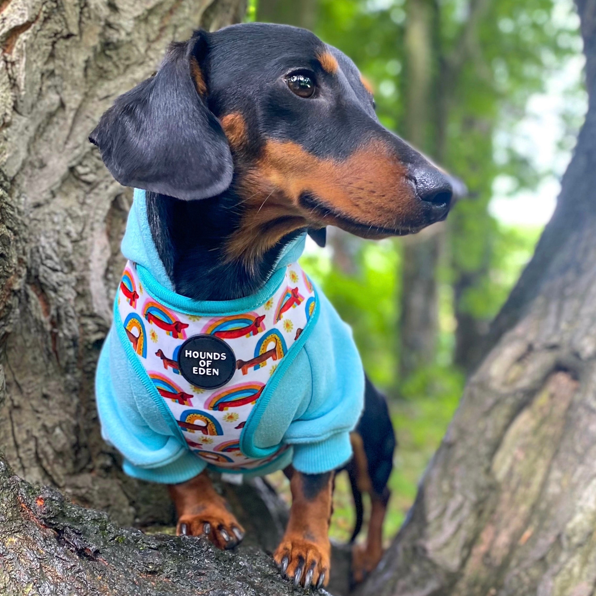 Dog Hoodie - Black