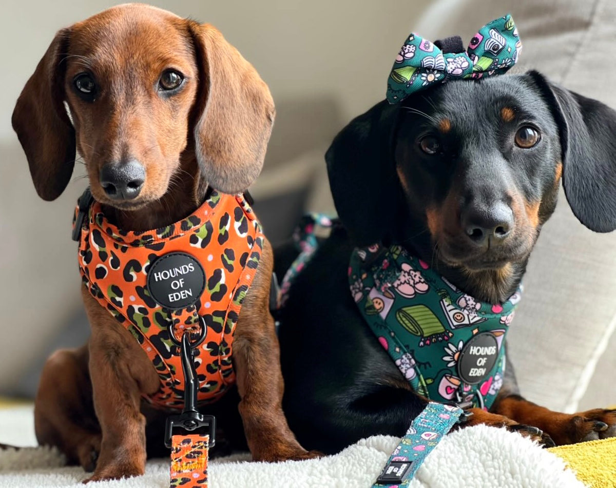 Burnt Orange Leopard Design Dog Collar
