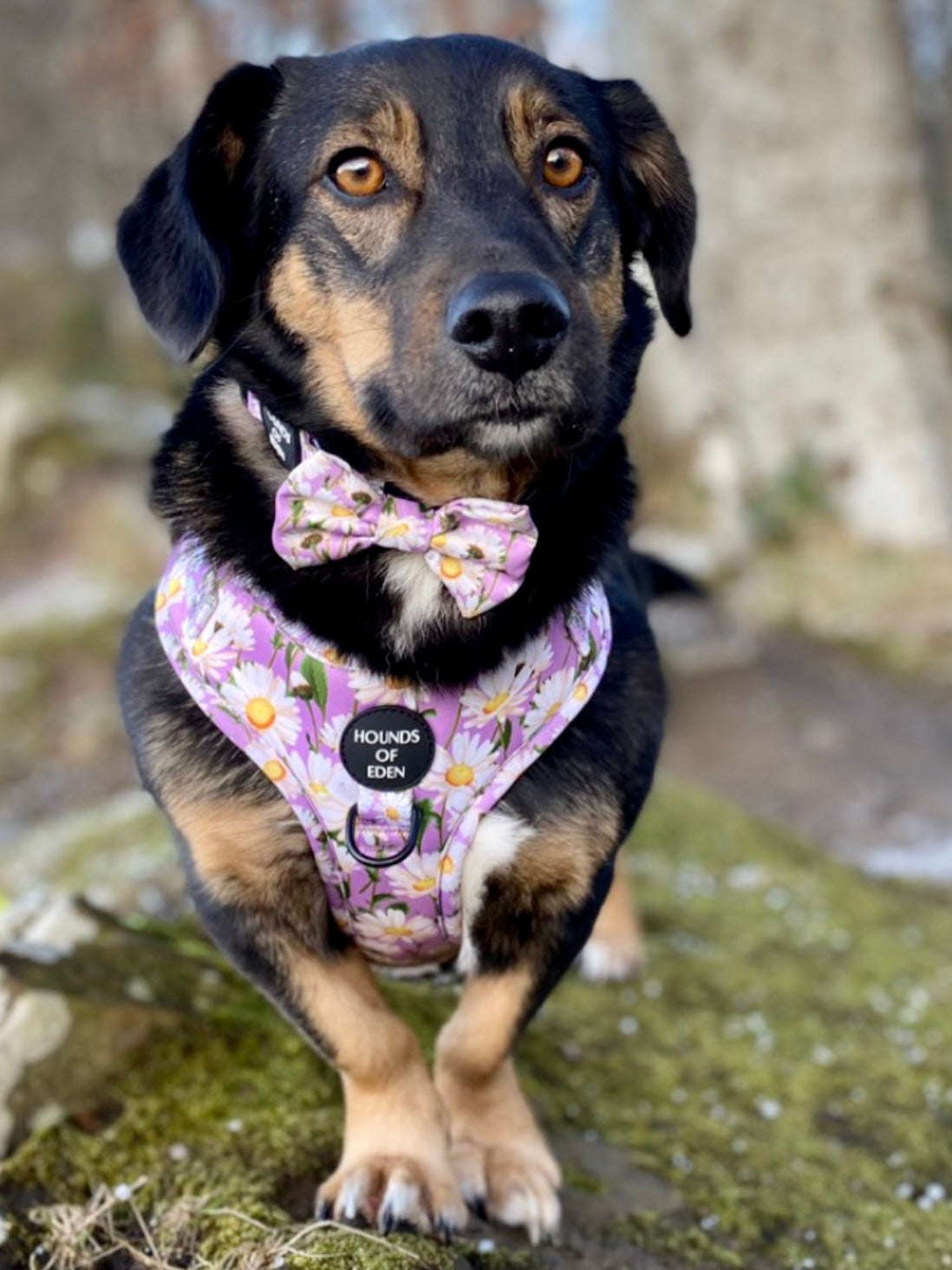Daisy Dreams Design Dog Collar