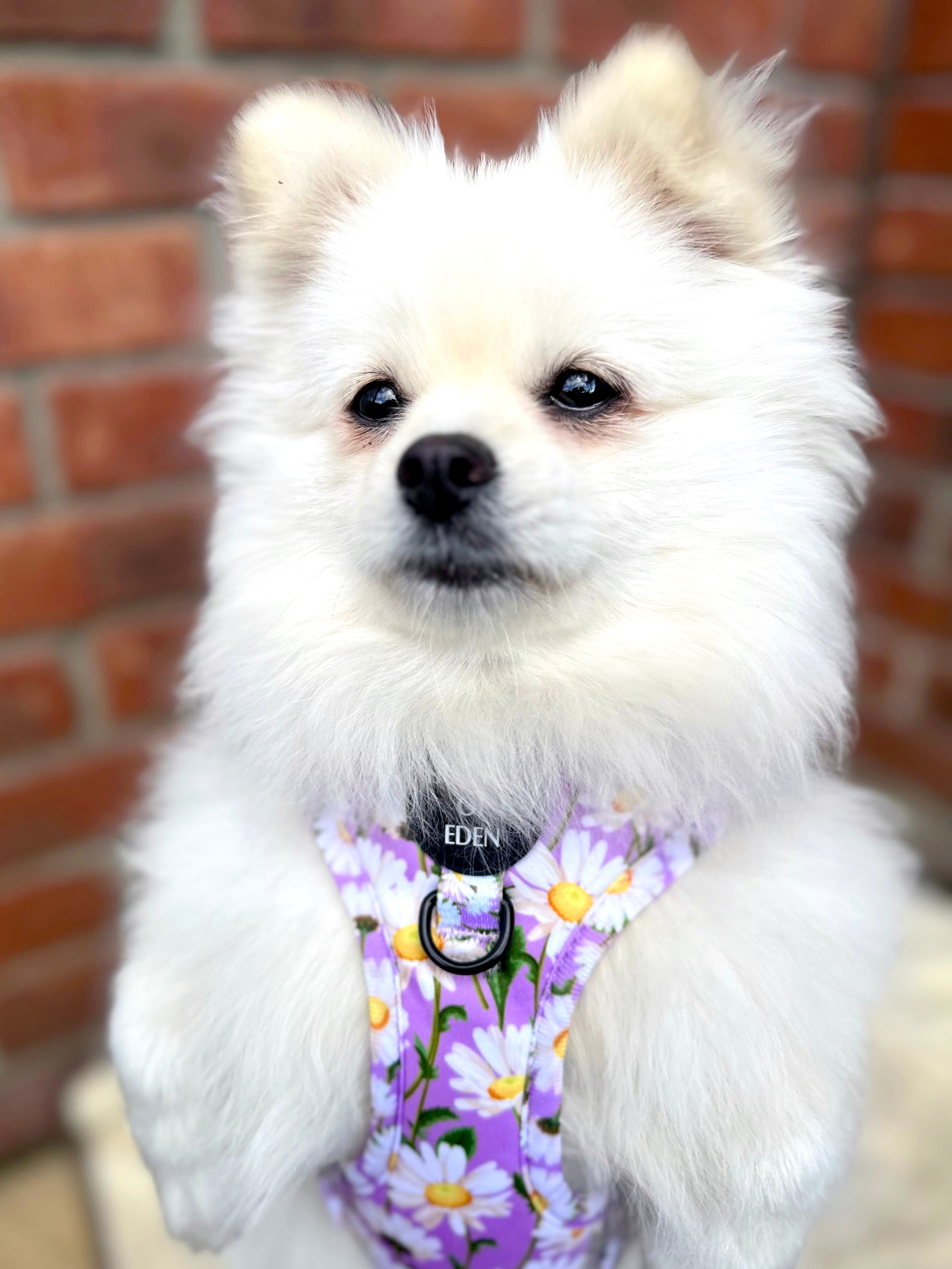 Daisy Dreams Design Dog Collar