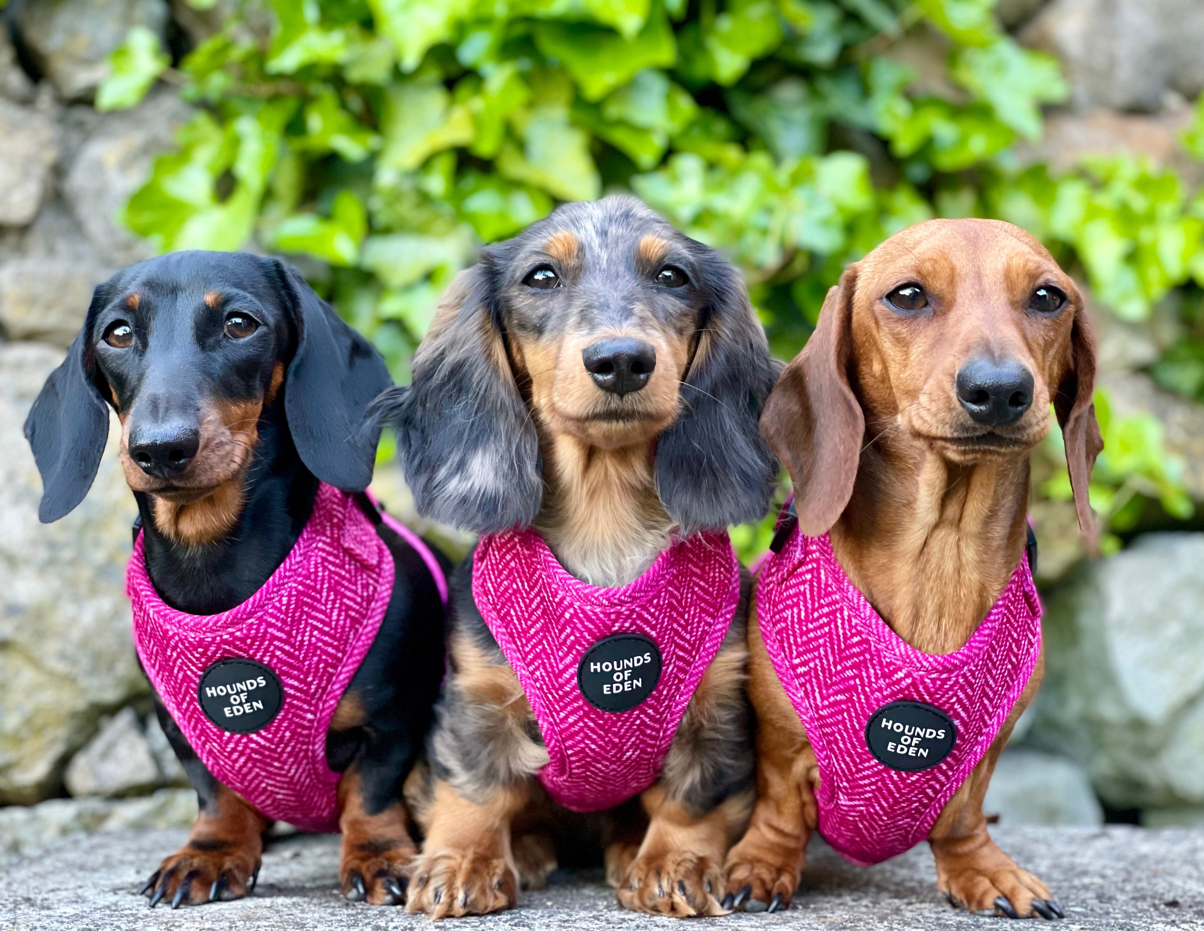 'Bella' - Pink Herringbone Dog Harness