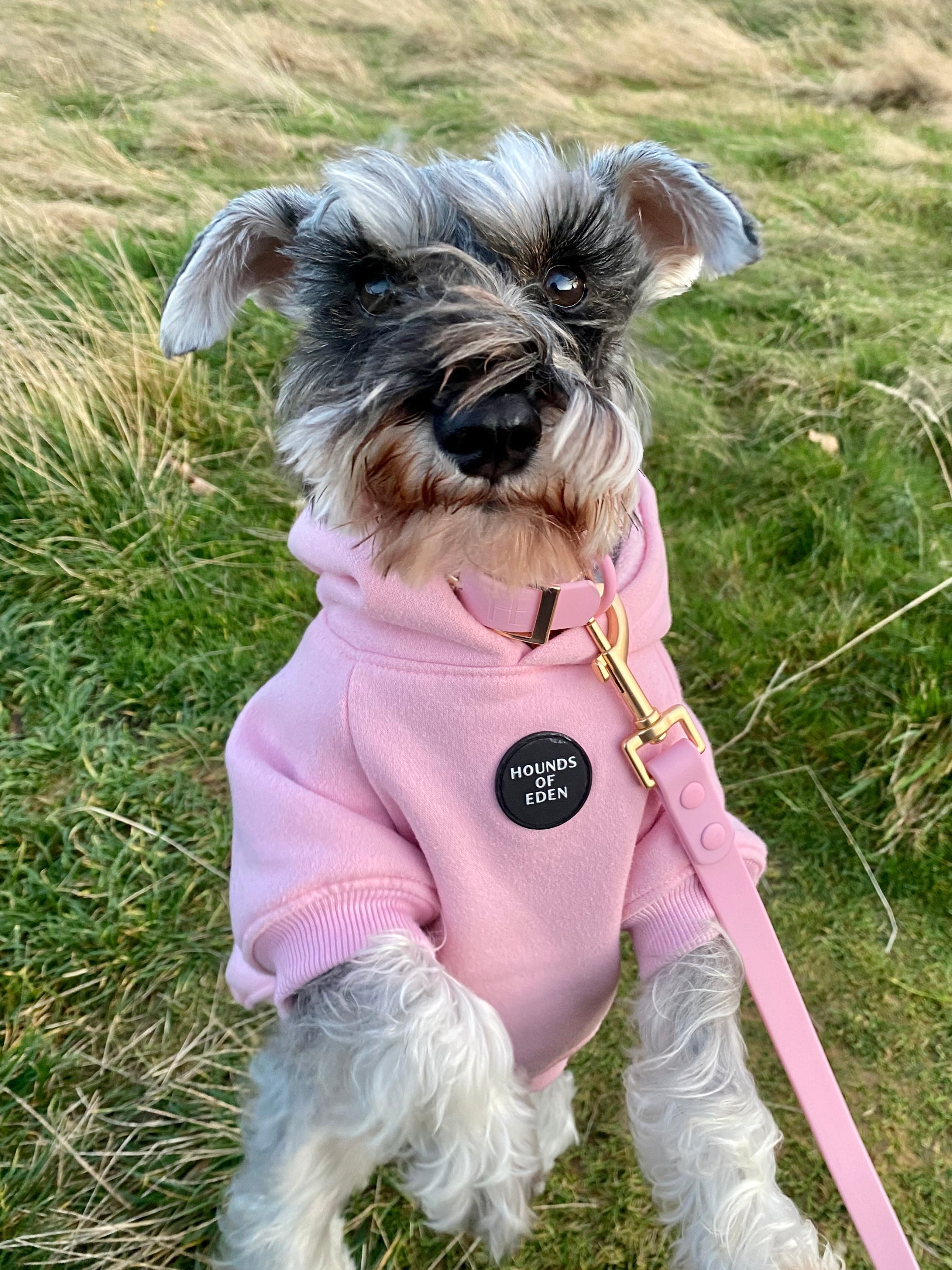 Dog Hoodie - Purple