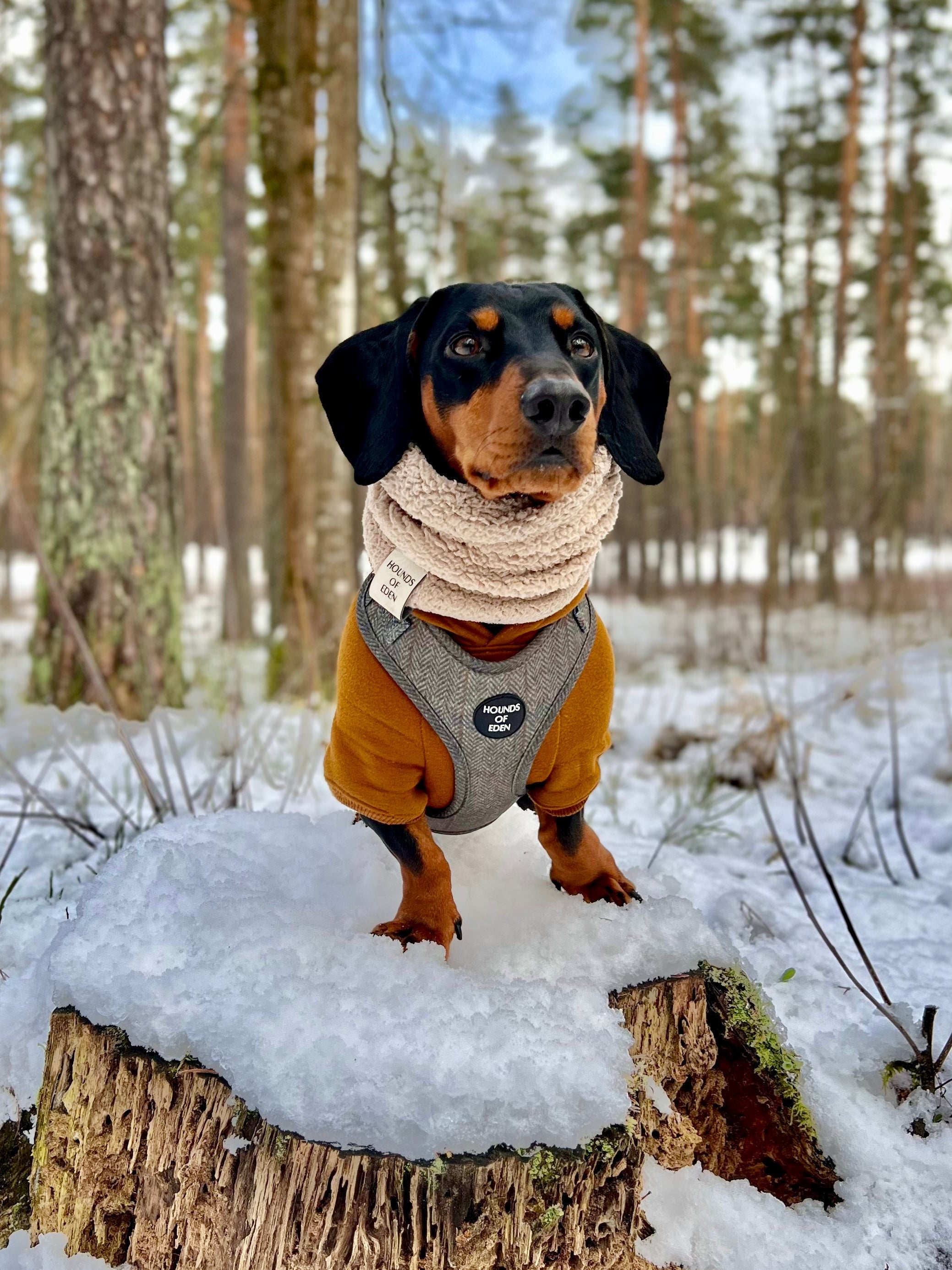 Dog Hoodie - Olive Green
