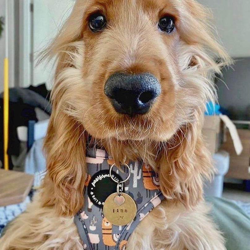 Cute dog poop bag holder with a designer pattern for dog waste