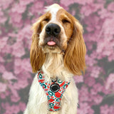 Playful watermelon-patterned dog bow tie, the perfect accessory for stylish pets with velcro fastening