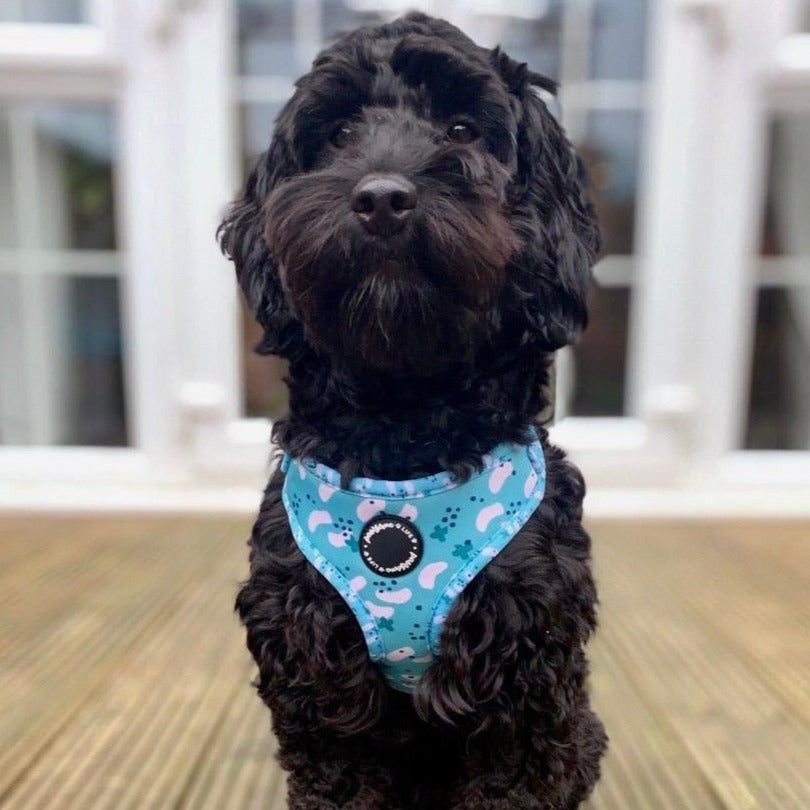 boy dog harness and leash set uk