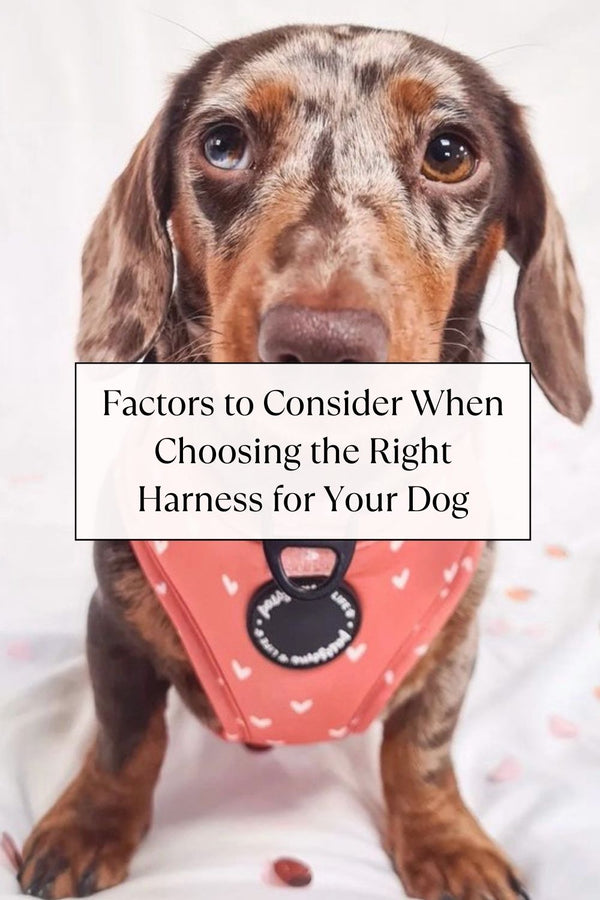 Factors to Consider When Choosing the Right Harness for Your Dog