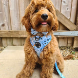 cute and stylish dog harness with a blue terrazzo design, a fashionable choice for any pup
