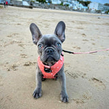 Functional and adjustable boho cinnamon-themed puppy harness with orange hearts, designed for a perfect fit and comfort