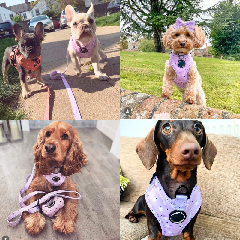 Designer dog harness featuring an eye-catching pink, lilac, and purple design, perfect for stylish outing