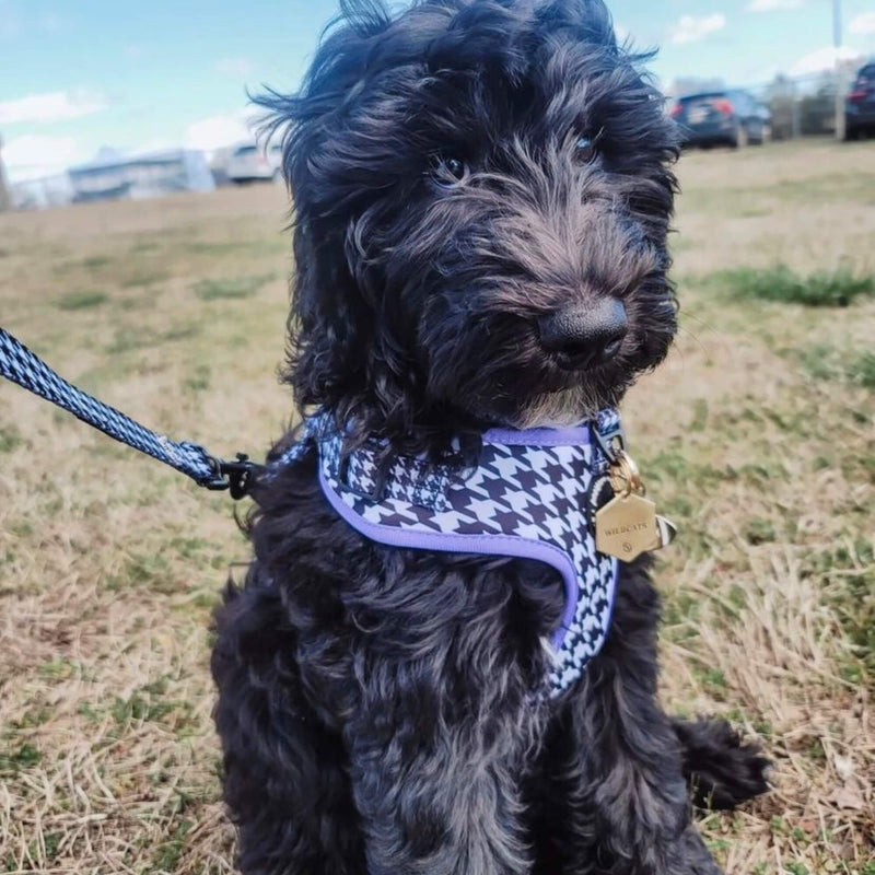 Adjustable dog collar perfect for both boys and girls, boasting a stylish houndstooth pattern and purple details with a quick-release buckle