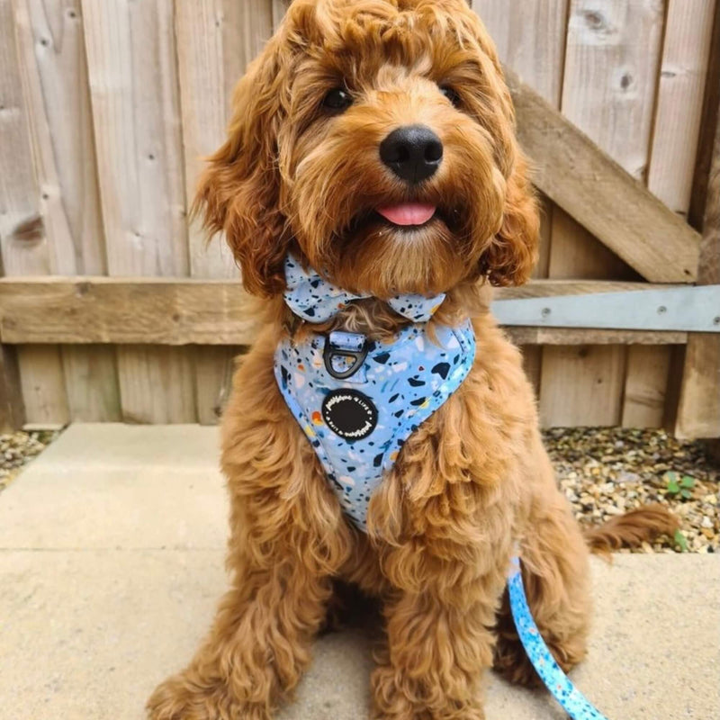 Fashionable dog bow showcasing a unique blue terrazzo design, a stylish accessory for your furry friend