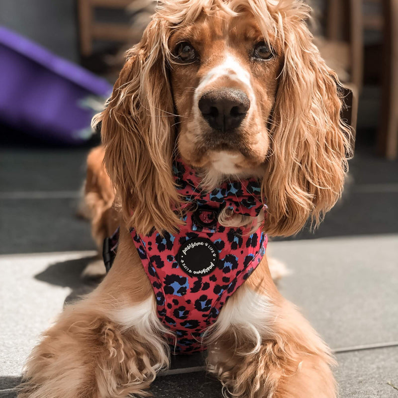 Fashion-forward dog harness showcasing a unique pink leopard print, a stylish accessory for your pet