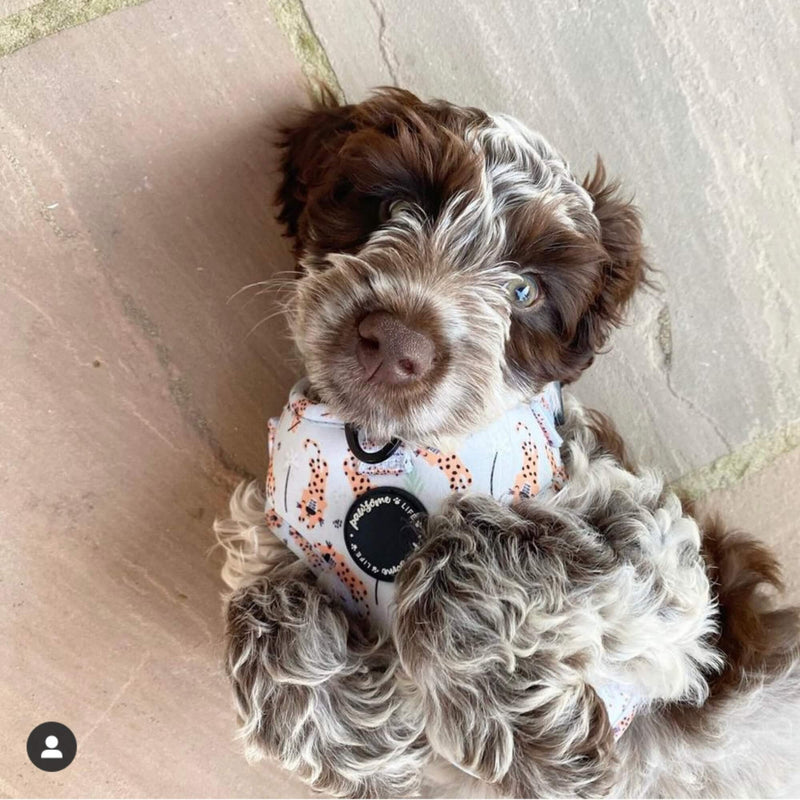 Charming and stylish dog bow tie adorned with a playful tiger design and velcro strap