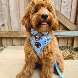 Trendy dog leash featuring a vibrant blue terrazzo pattern, making a statement during outings