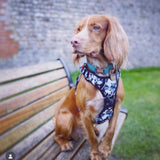 Fashion-forward grey camouflage dog leash designed for both style and functionality