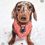 Trendy adjustable dog harness with a charming orange hearts pattern, enhanced by a boho cinnamon theme