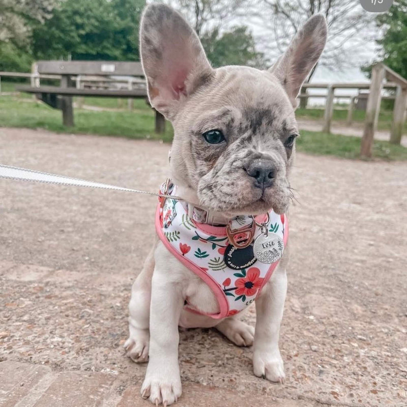 Fashionable dog poop bag dispenser featuring an eye-catching floral print, making clean-up a breeze