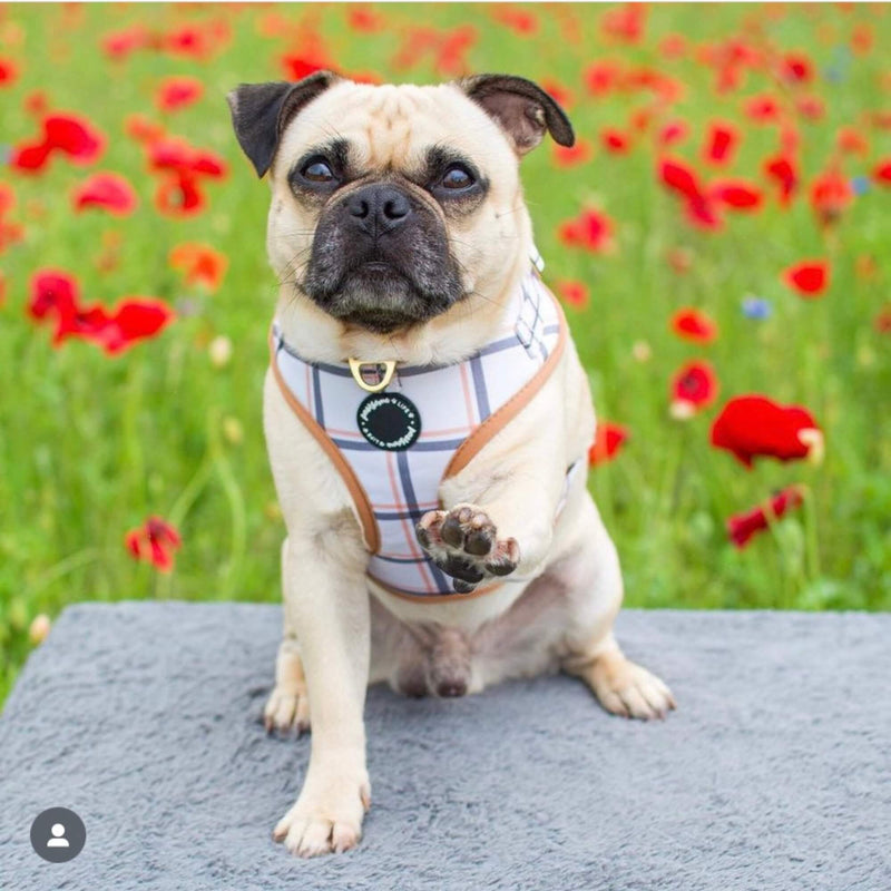 Designer dog harness in the UK, showcasing a fashionable plaid pattern, adjustable fitting, and a secure golden quick-release clasp