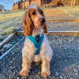 Fashionable no-pull dog harness showcasing a dark teal abstract pattern