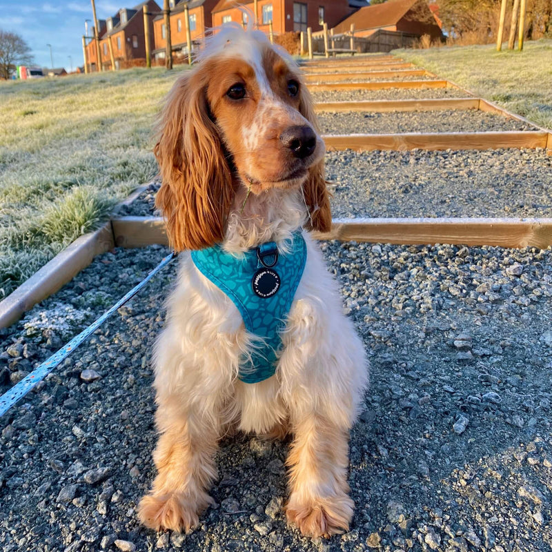 Fashionable no-pull dog harness showcasing a dark teal abstract pattern