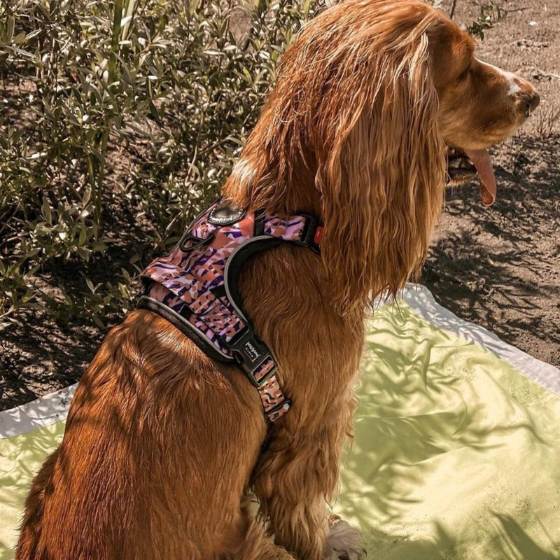 Fashionable dog harness showcasing an eye-catching orange leopard print for a trendy look