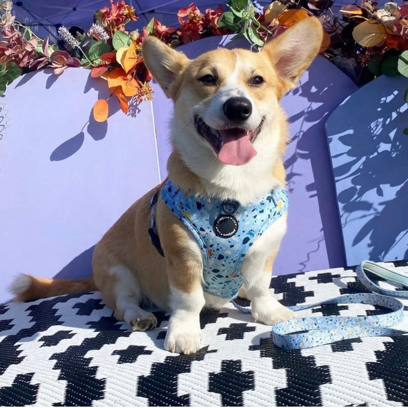 Eye-catching dog harness boasting a bold blue terrazzo design, making your pet stand out in style
