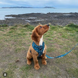 Trendy dog collar with a leopard design in green, offering a practical quick-release buckle