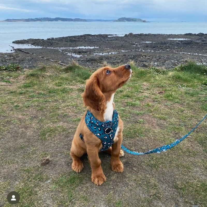 Adjustable dog leash showcasing a unique green leopard design, perfect for comfortable and controlled walks