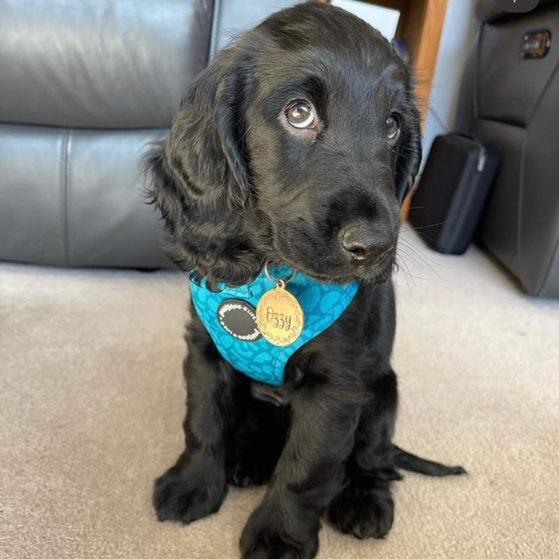 Trendy dog collar with an abstract dark teal design, offering a practical quick-release buckle