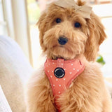 Trendy dog bow tie showcasing a charming boho cinnamon design with orange hearts, easily attaches to collars with velcro strap