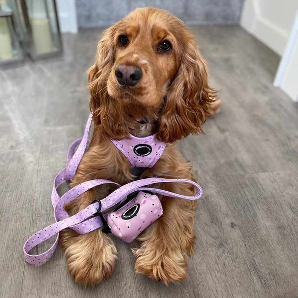 Designer dog accessories uk for small to medium dogs and puppies