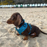 Trendy adjustable dog harness with a charming dark teal abstract pattern