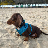 Adjustable dog collar adorned with a dark teal abstract design, complete with a quick-release buckle