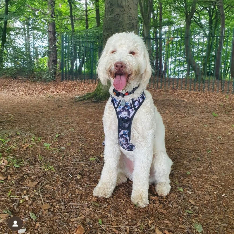 Durable and practical grey camouflage dog harness, designed for active and adventurous dogs