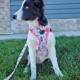 designer dog harness boasting a colorful floral print, making your pet stand out in style