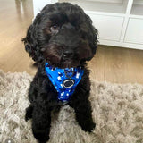 No-pull dog harness with an eye-catching blue camouflage pattern, perfect for comfortable and stylish walks