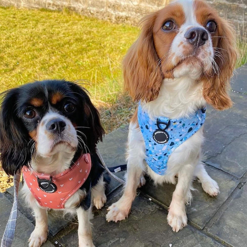 Fashionable dog poop bag dispenser featuring an eye-catching blue terrazzo pattern, making clean-up a breeze